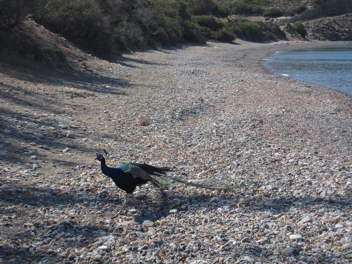 Ξενοδοχείο Boutique Tilos Mare 3*